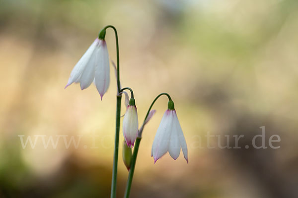 Herbstknotenblume (Leucojum autumnale)