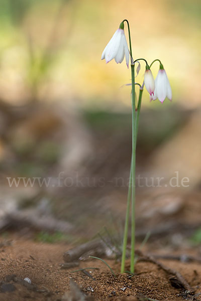 Herbstknotenblume (Leucojum autumnale)