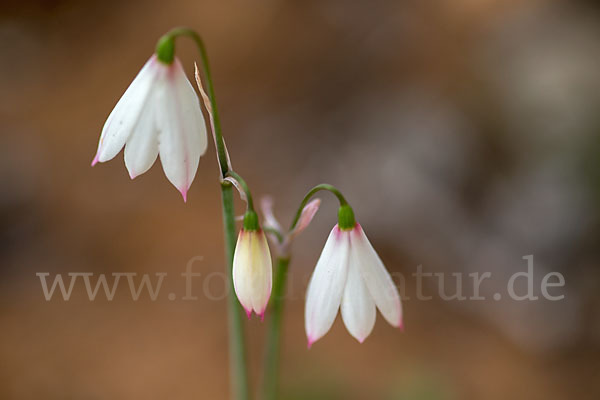 Herbstknotenblume (Leucojum autumnale)