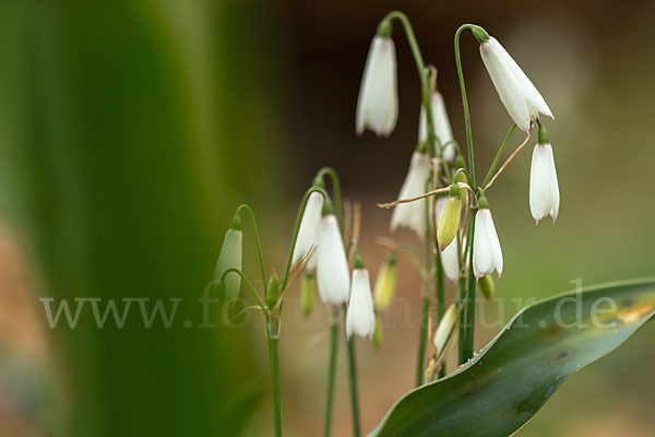 Herbstknotenblume (Leucojum autumnale)