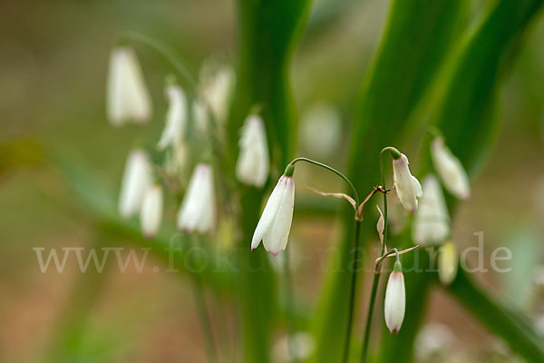 Herbstknotenblume (Leucojum autumnale)