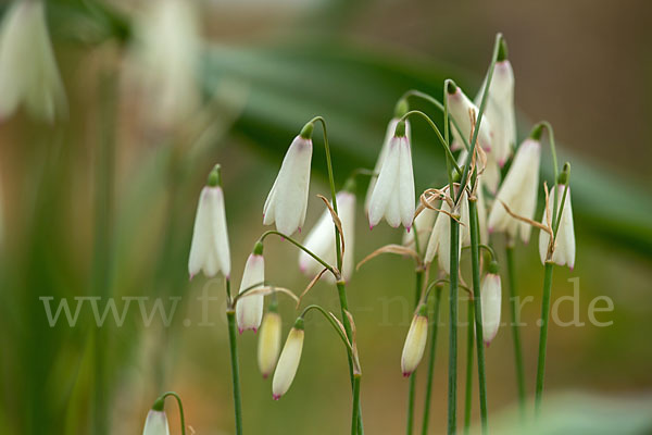 Herbstknotenblume (Leucojum autumnale)