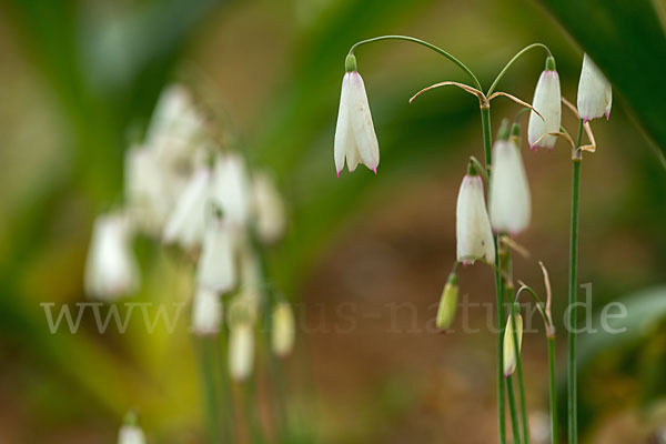 Herbstknotenblume (Leucojum autumnale)