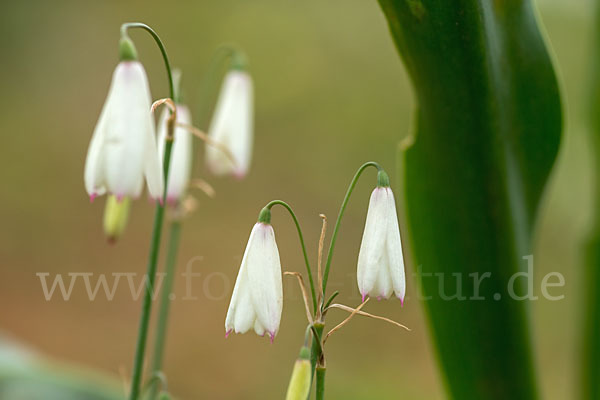 Herbstknotenblume (Leucojum autumnale)