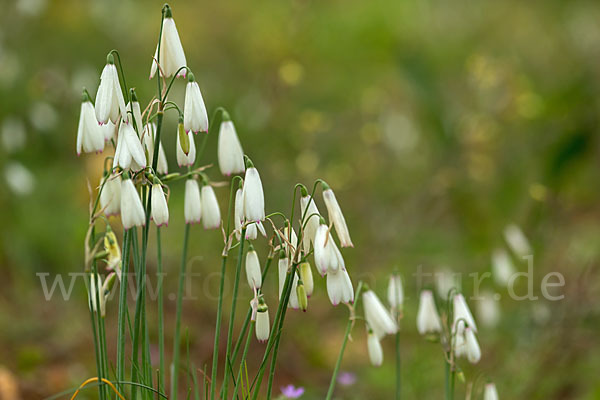 Herbstknotenblume (Leucojum autumnale)