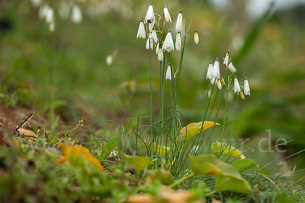 Herbstknotenblume (Leucojum autumnale)