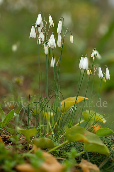 Herbstknotenblume (Leucojum autumnale)