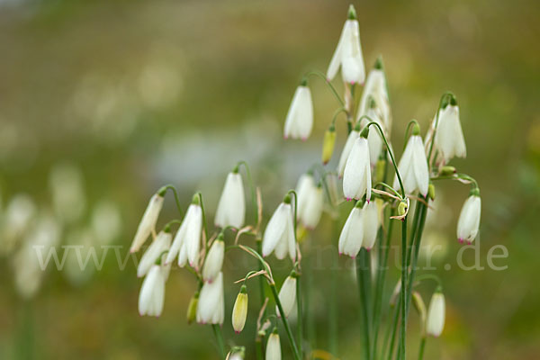 Herbstknotenblume (Leucojum autumnale)