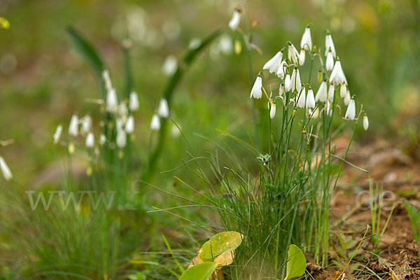 Herbstknotenblume (Leucojum autumnale)