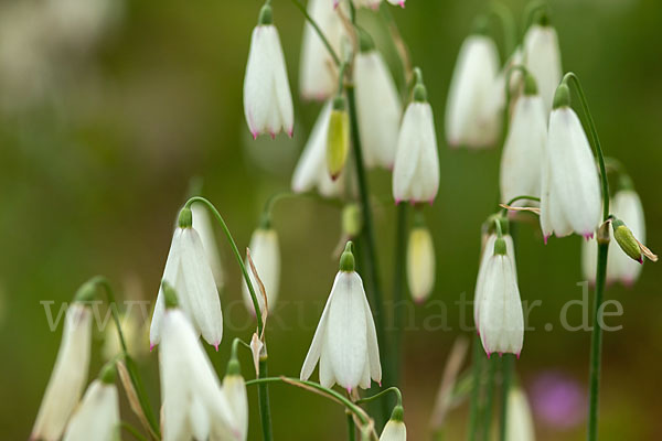 Herbstknotenblume (Leucojum autumnale)