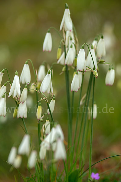 Herbstknotenblume (Leucojum autumnale)