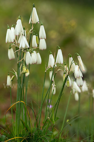 Herbstknotenblume (Leucojum autumnale)