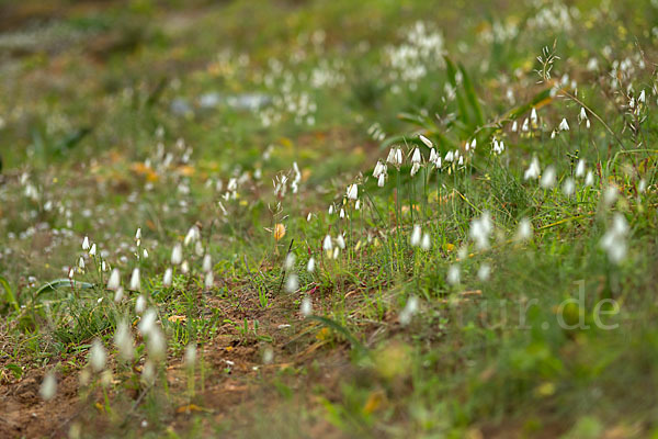 Herbstknotenblume (Leucojum autumnale)