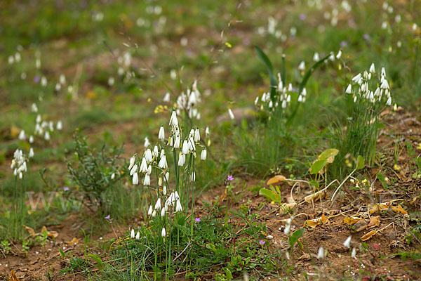 Herbstknotenblume (Leucojum autumnale)