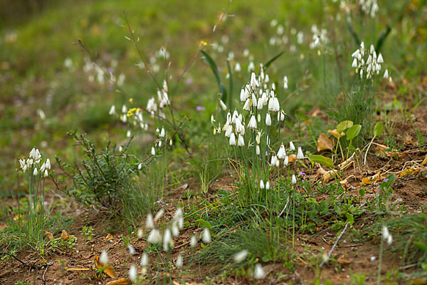 Herbstknotenblume (Leucojum autumnale)