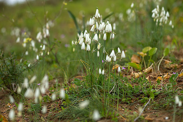 Herbstknotenblume (Leucojum autumnale)