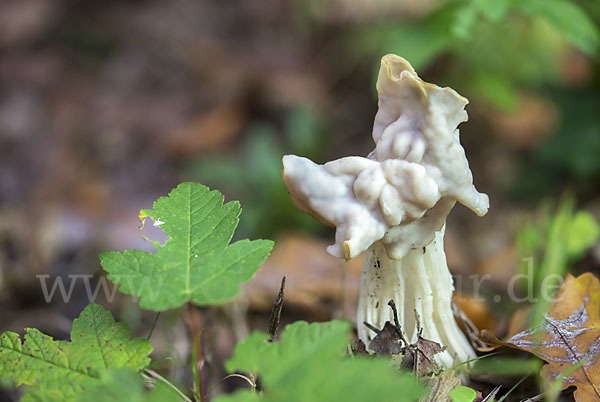 Herbstlorchel (Helvella crispa)