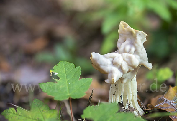 Herbstlorchel (Helvella crispa)