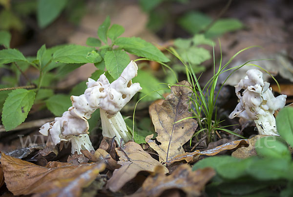 Herbstlorchel (Helvella crispa)