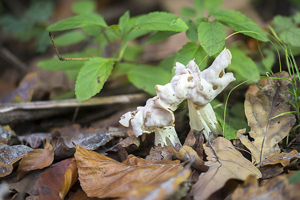 Herbstlorchel (Helvella crispa)