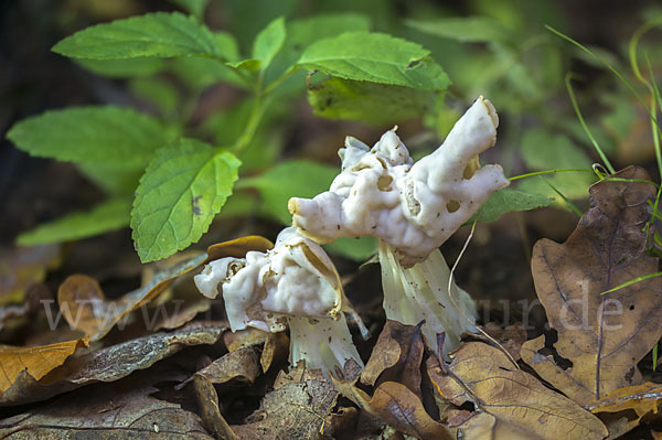 Herbstlorchel (Helvella crispa)