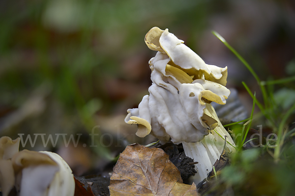 Herbstlorchel (Helvella crispa)