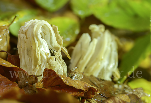 Herbstlorchel (Helvella crispa)