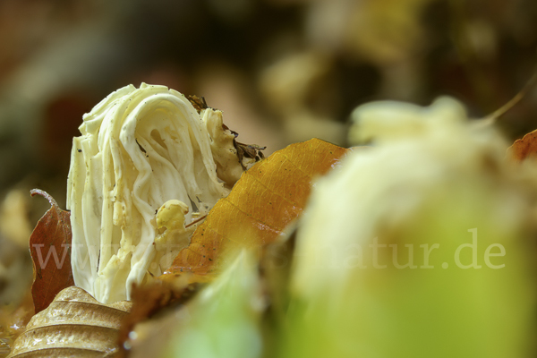 Herbstlorchel (Helvella crispa)