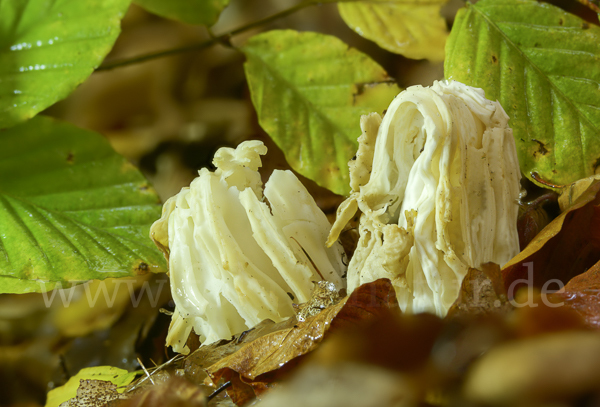 Herbstlorchel (Helvella crispa)