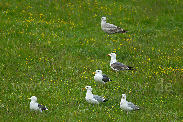 Heringsmöwe (Larus fuscus)