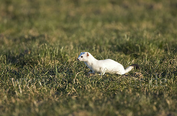 Hermelin (Mustela erminea)