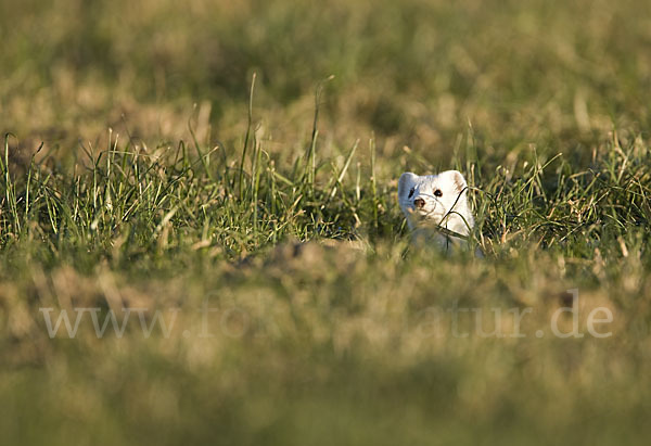 Hermelin (Mustela erminea)