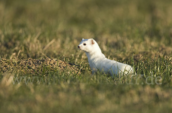 Hermelin (Mustela erminea)