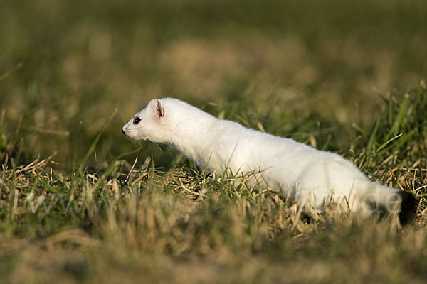 Hermelin (Mustela erminea)