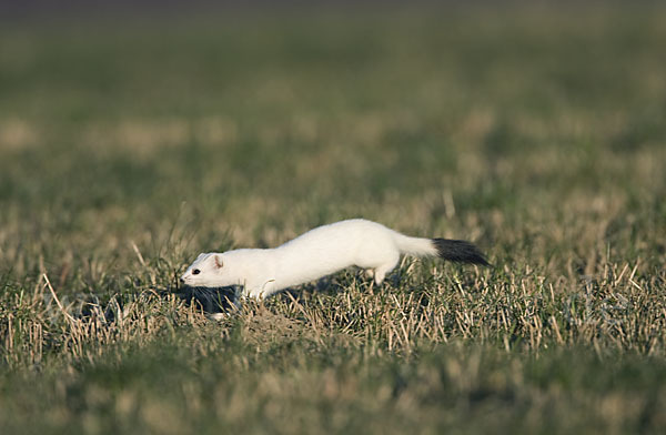 Hermelin (Mustela erminea)