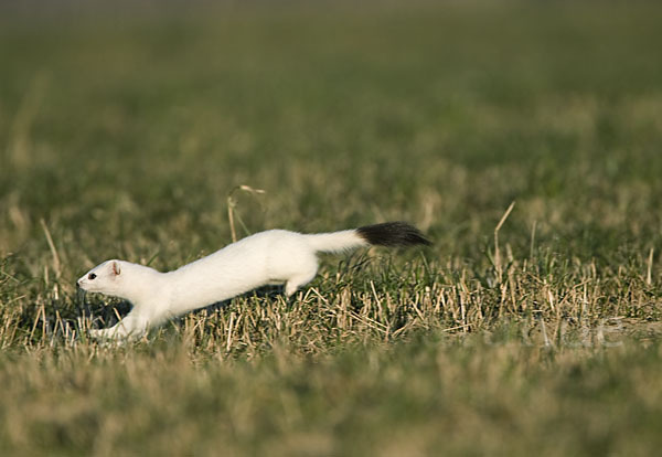 Hermelin (Mustela erminea)