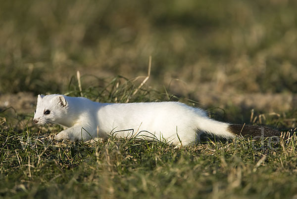 Hermelin (Mustela erminea)