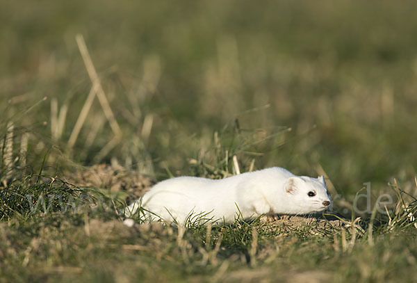 Hermelin (Mustela erminea)