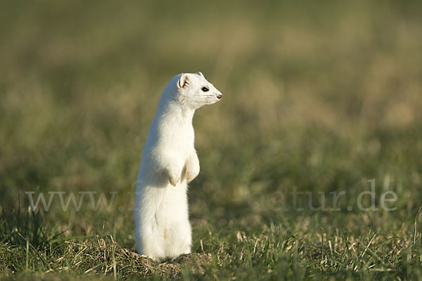 Hermelin (Mustela erminea)