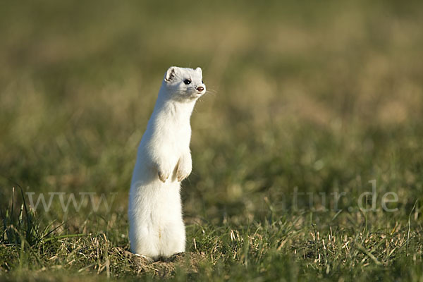 Hermelin (Mustela erminea)