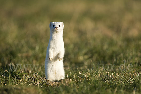 Hermelin (Mustela erminea)