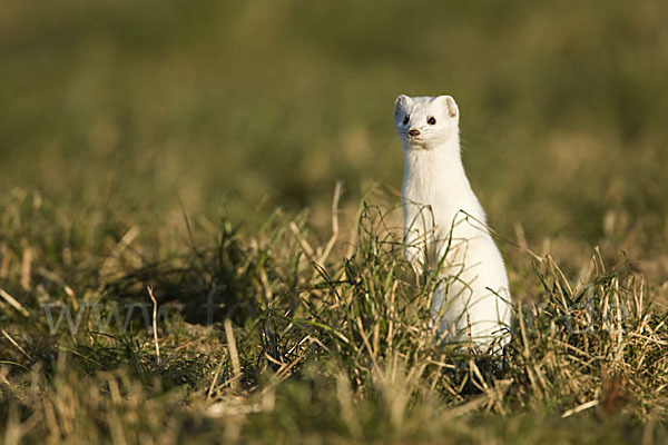 Hermelin (Mustela erminea)