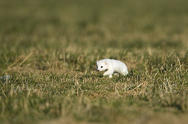 Hermelin (Mustela erminea)