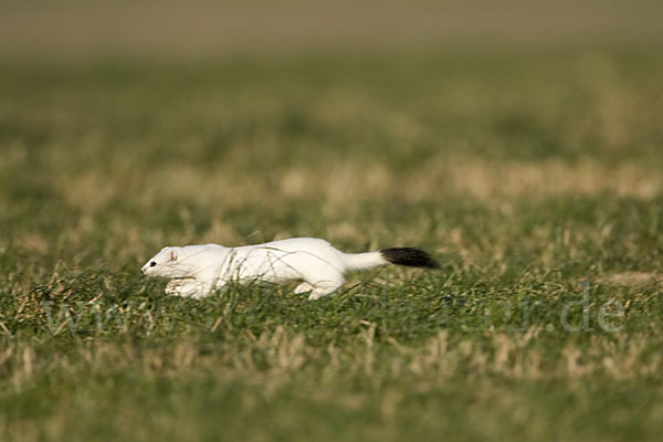 Hermelin (Mustela erminea)