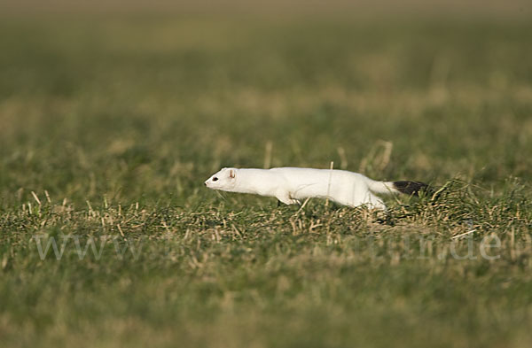 Hermelin (Mustela erminea)