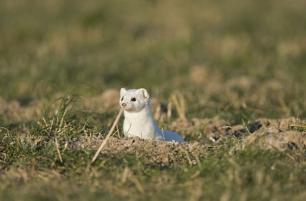 Hermelin (Mustela erminea)