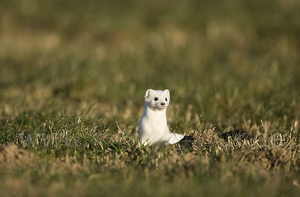 Hermelin (Mustela erminea)