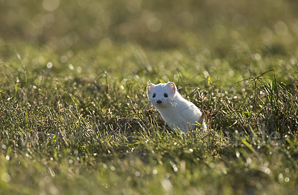 Hermelin (Mustela erminea)