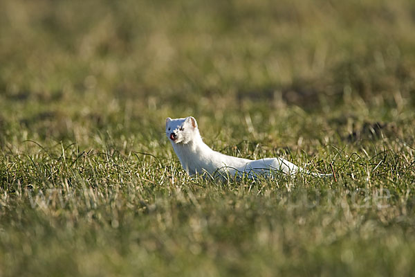 Hermelin (Mustela erminea)