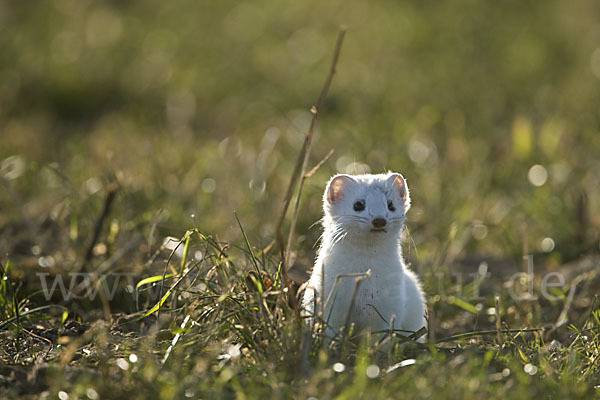 Hermelin (Mustela erminea)